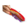 portofel-pentru-copii-fluture-curcubeu-utilizare Portofel pentru copii Fluture, o mână ține portofelul curcubeu deschis, cu bancnote și un card introduse în buzunar